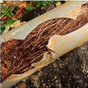 Tree Blocked Drain