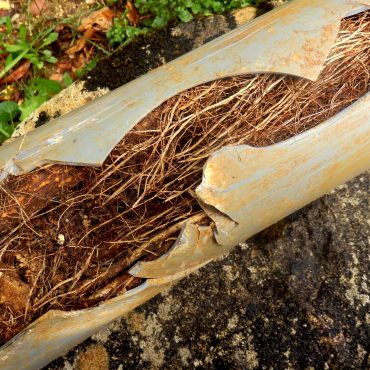 Tree Root Removal & Repairs